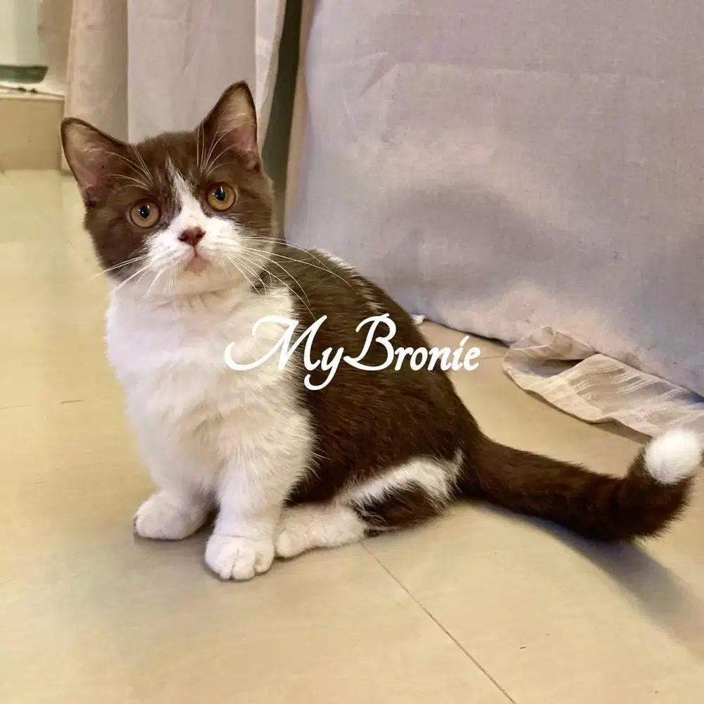 Kucing munchkin british chocolate betina