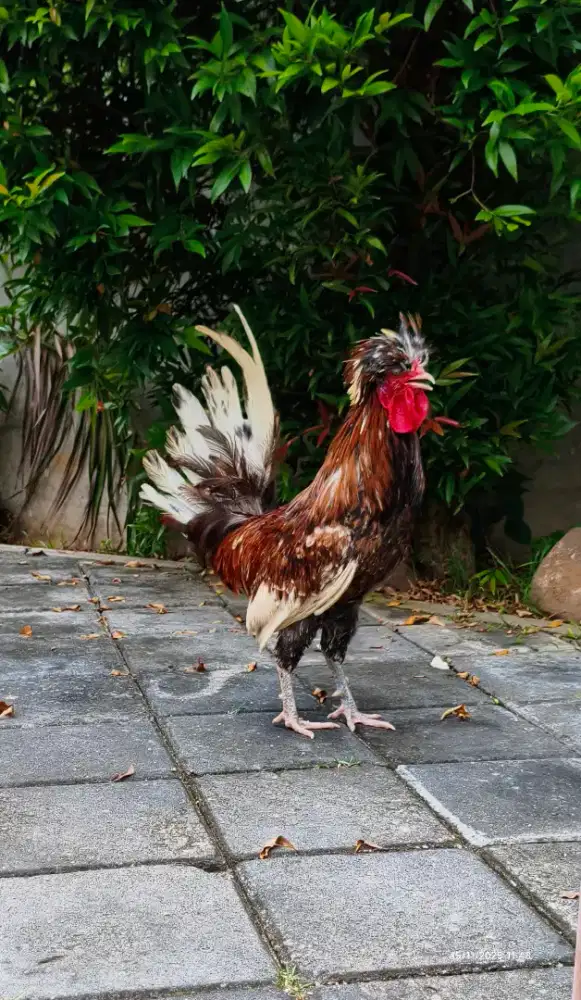 AYAM POLAND | POLISH | JAMBUL | MAHKOTA | HIAS