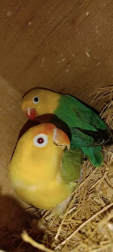 Indukan Biola PB/PF X Biola PB PF