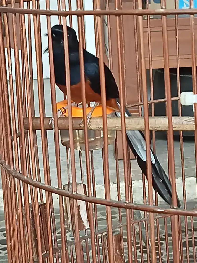 Murai batu gacor dor