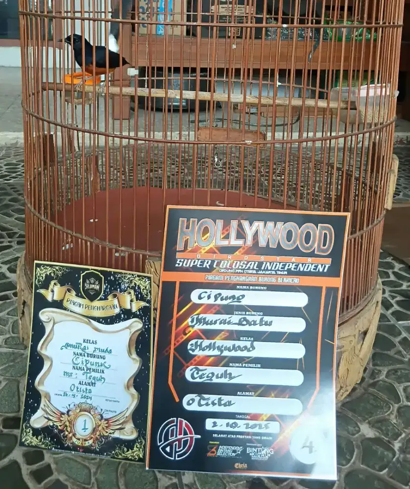 Murai batu gacor dor