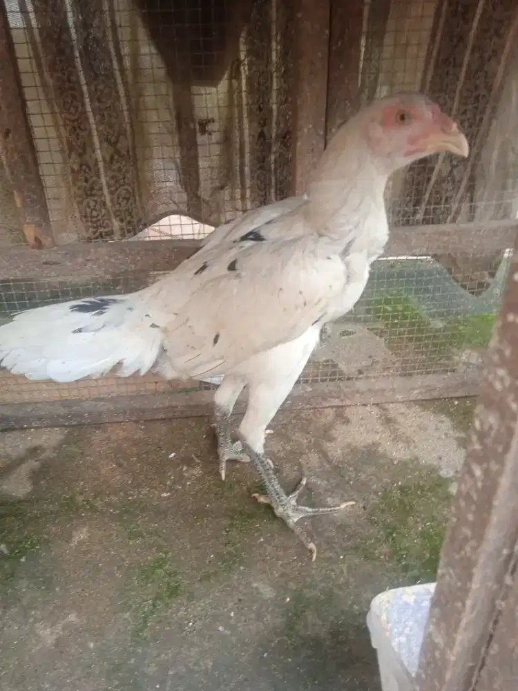 Ayam Bangkok Plaker x Mangon betina