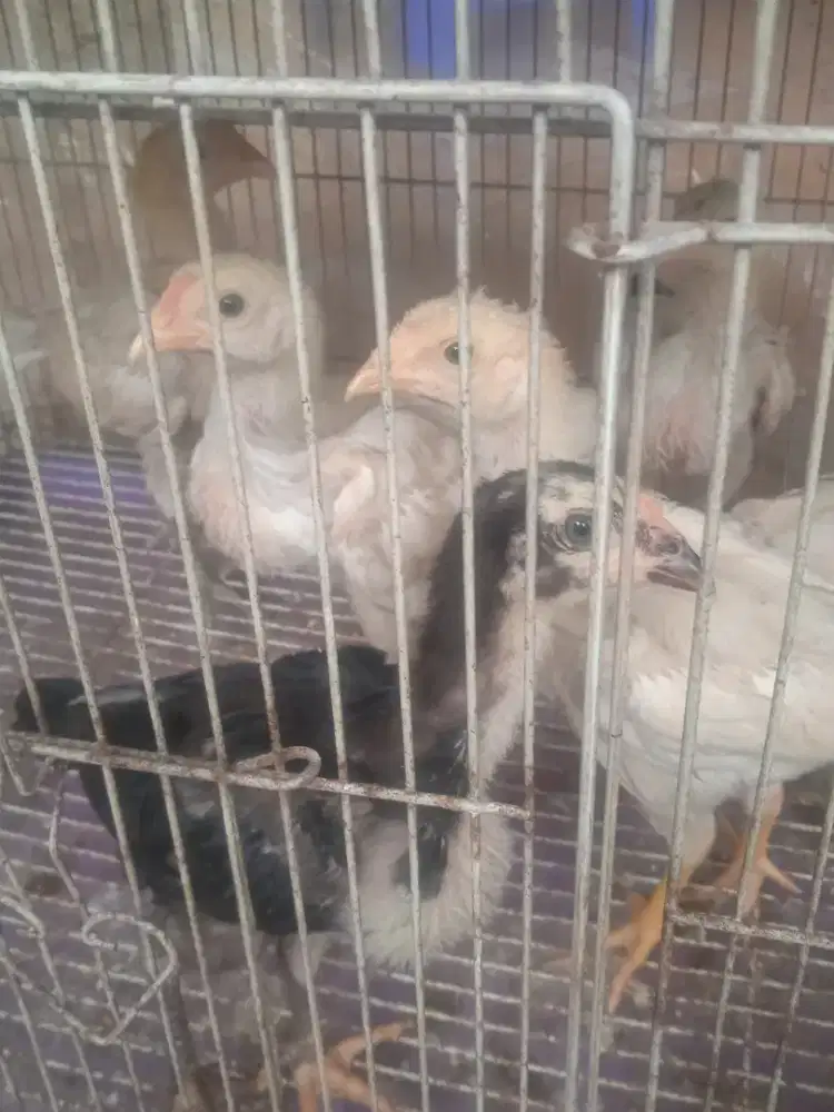 Ayam Bangkok Plaker x Mangon baby umur 3 mgg