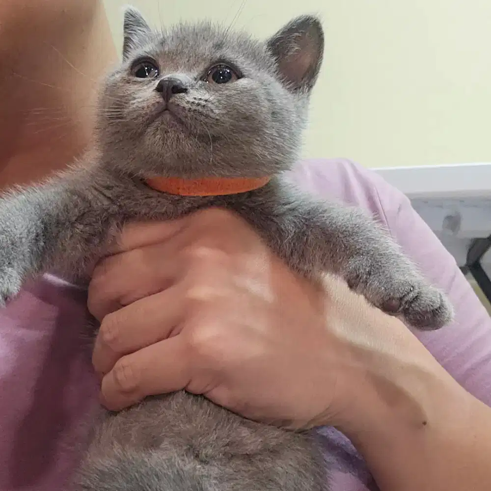 Open Adopt BSH British Short Hair Blue Solid Jantan