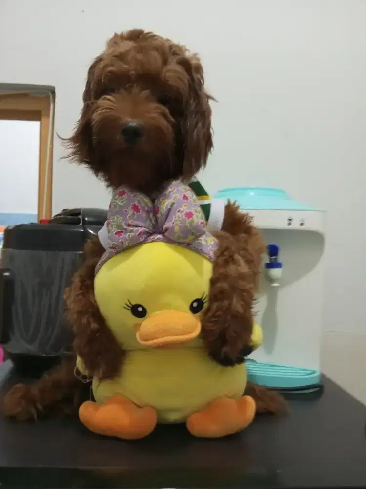 Anjing poodle Open Adopt Free