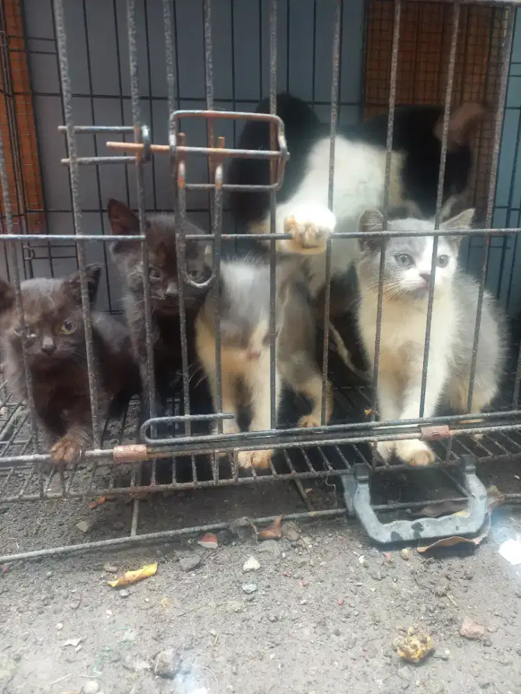 Open Adopt Kitten BSH Pure Parent Ped WCF