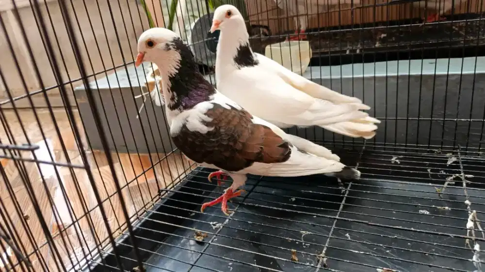 Burung merpati / burung dara (giring)