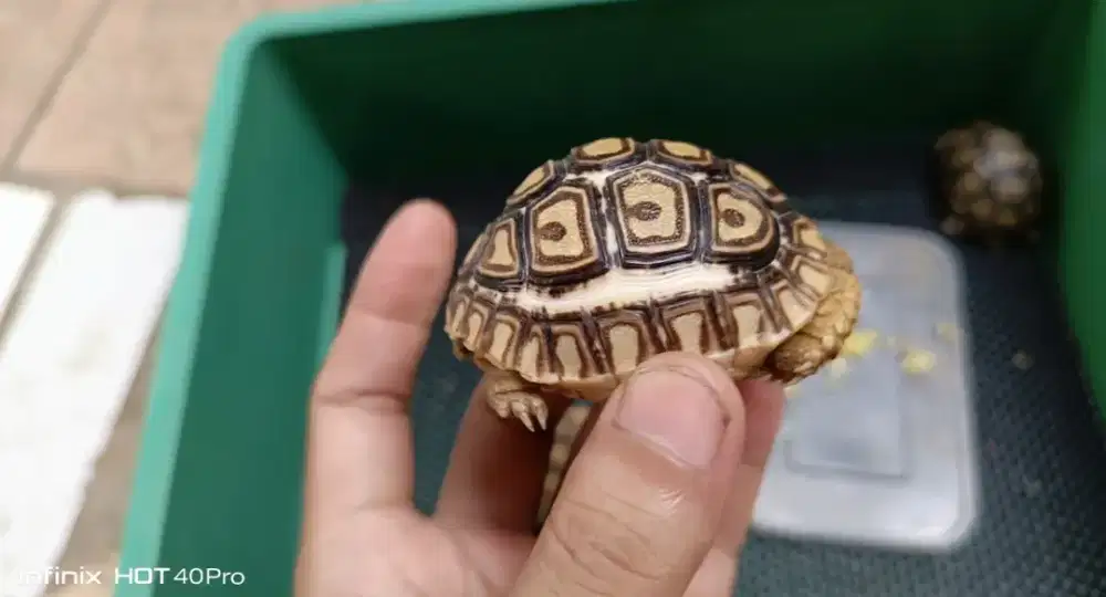 Kura kura darat pardalis 5cm