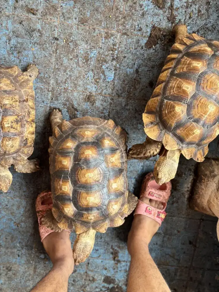 Kura kura Sulccata jumbo