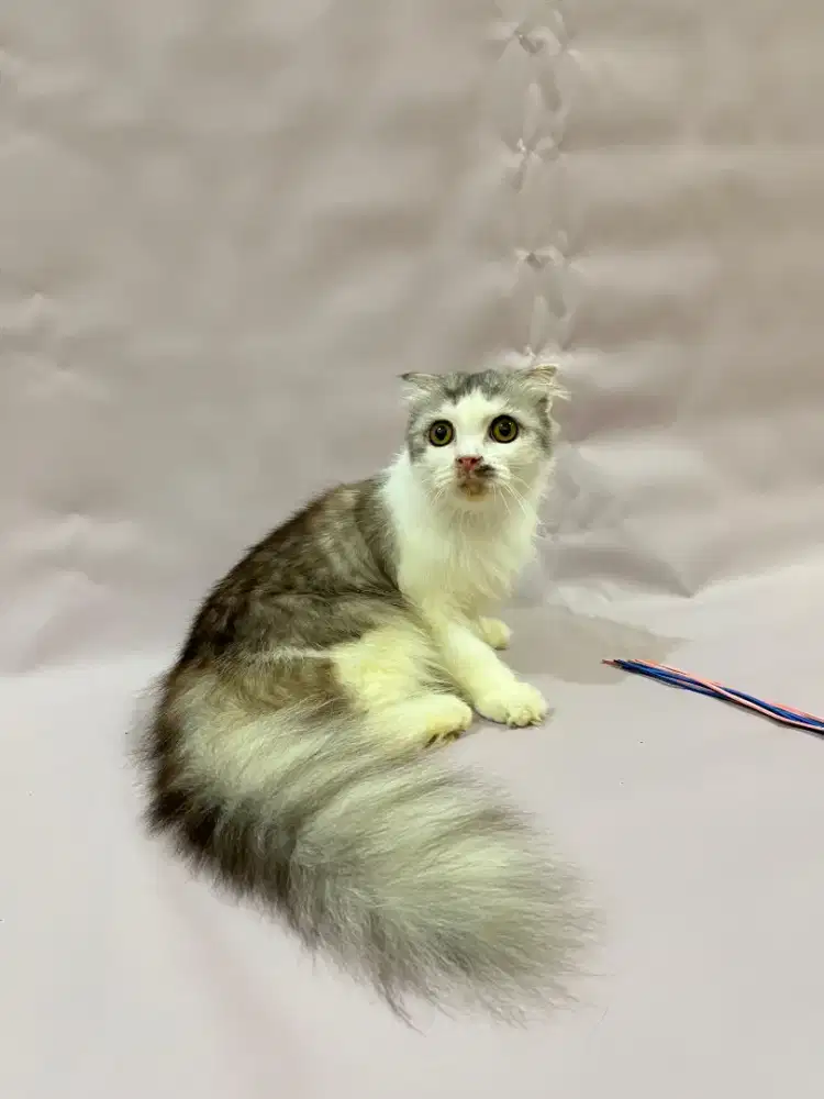 Kucing Scottish fold