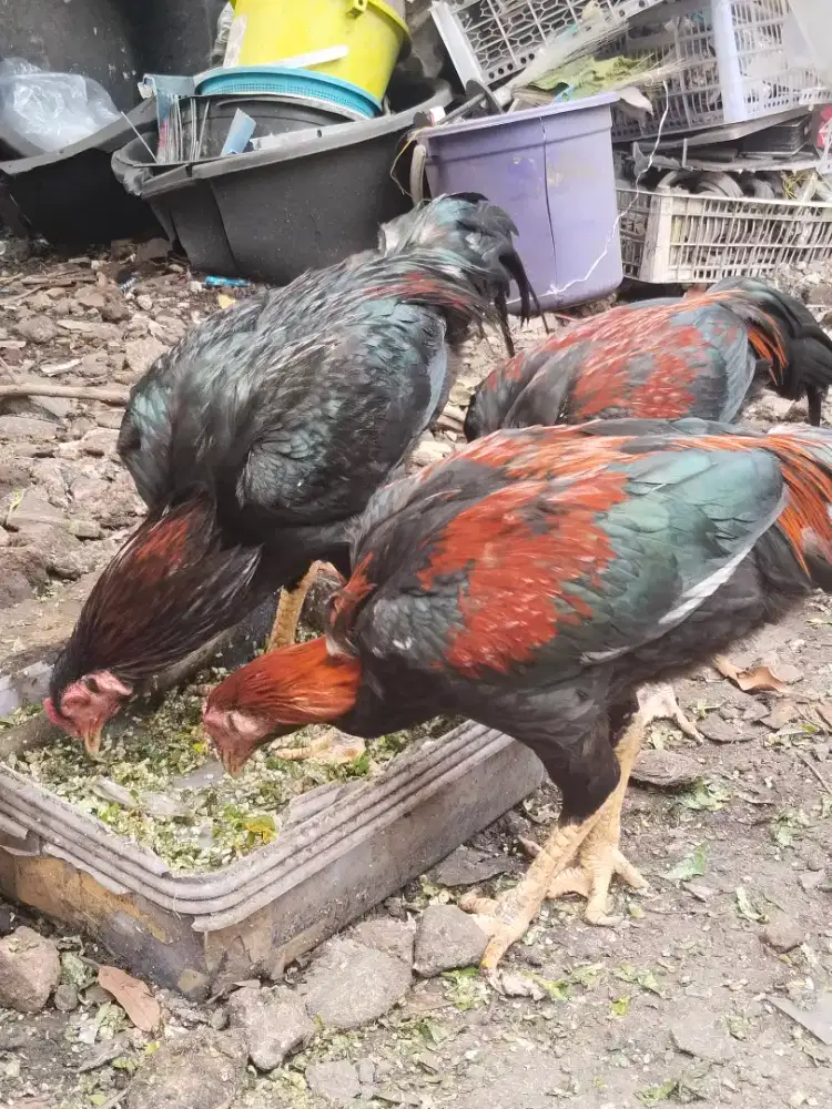 Ayam Kampung Bangkok