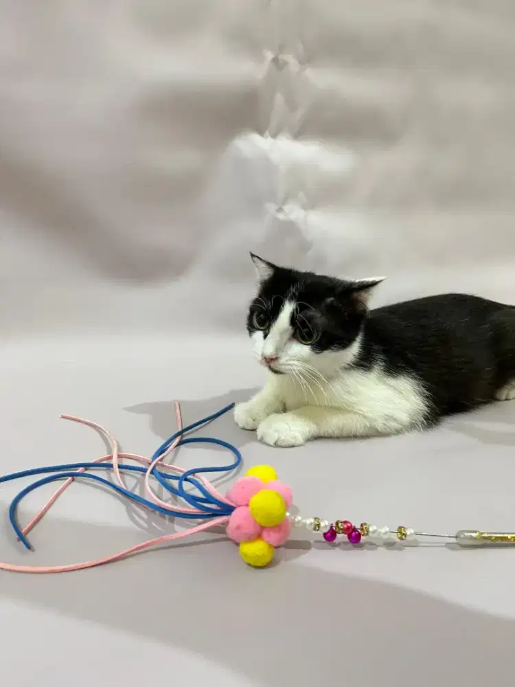 Kucing Scottish fold