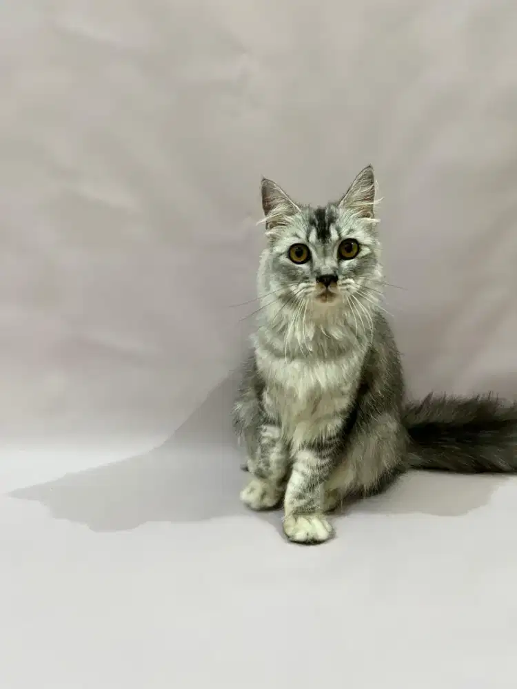 Kucing Scottish Straight