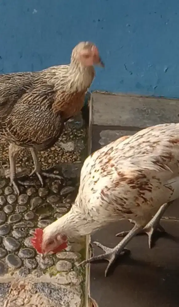 Ayam Ketawa Putih Jalak