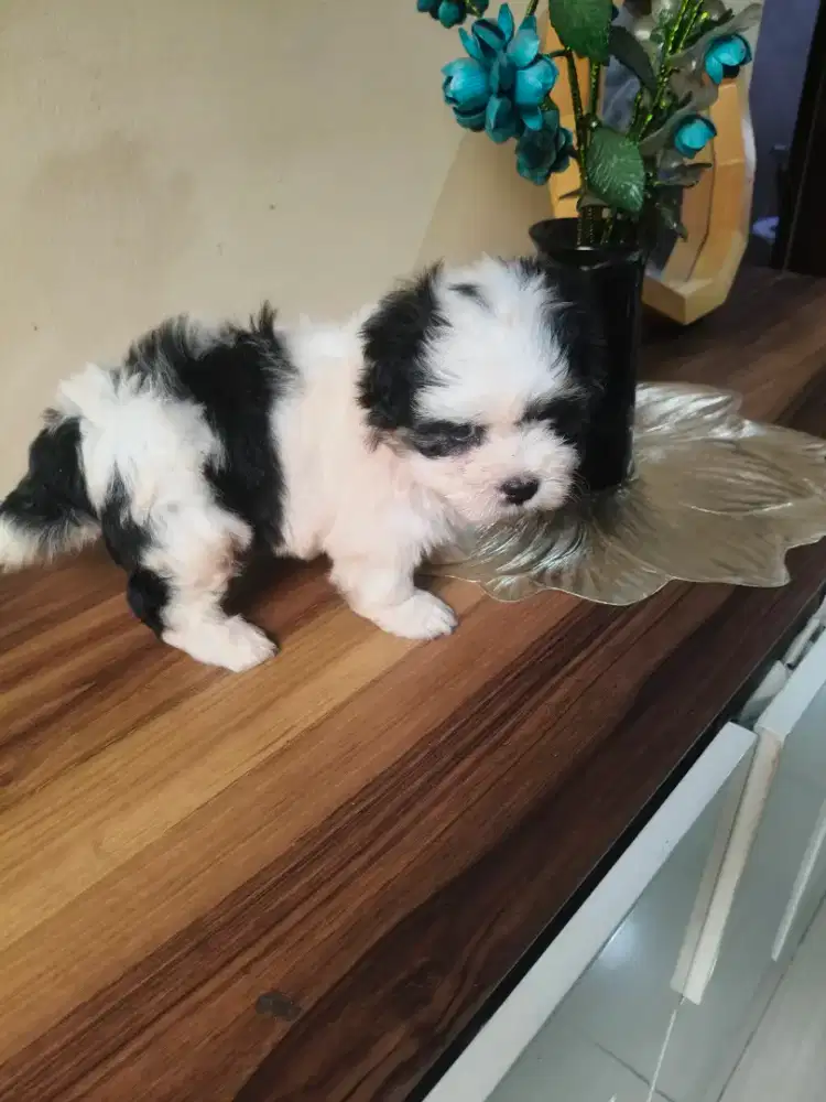 Ajing shitzu mix pudel