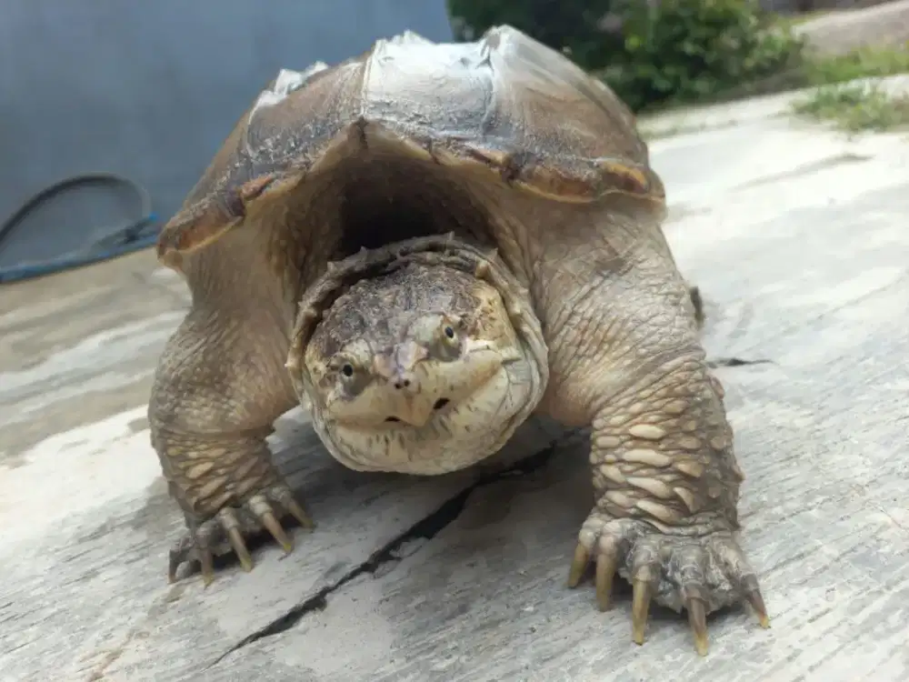 Common Snapping Turtle