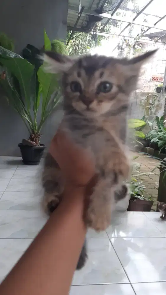 Kitten persia medium