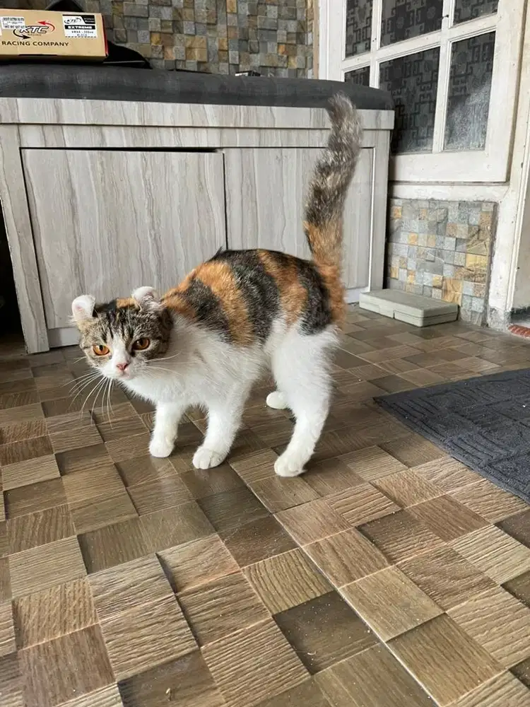 kucing , kucing persia, kucing curl