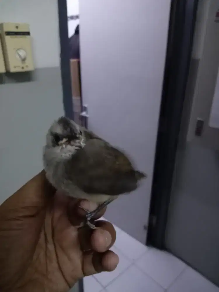 Trucuan anak kan jantan