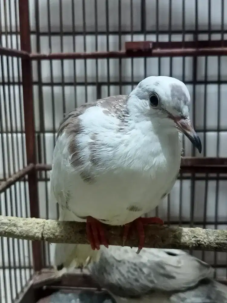 Blorok Leopard Vs Silver Kaling Hitam