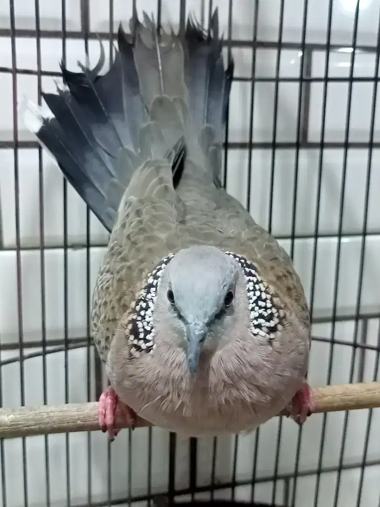 Wild Split MKH Pos Leo, BS, Dilute Kuk 3