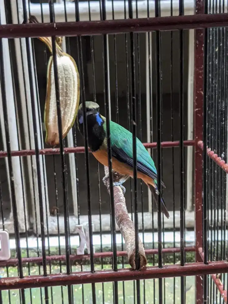 Burung Cucak cungkok masteran mewah