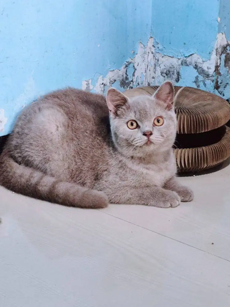 Kitten BSH Jantan Lilac 5bln Vaksin SDA