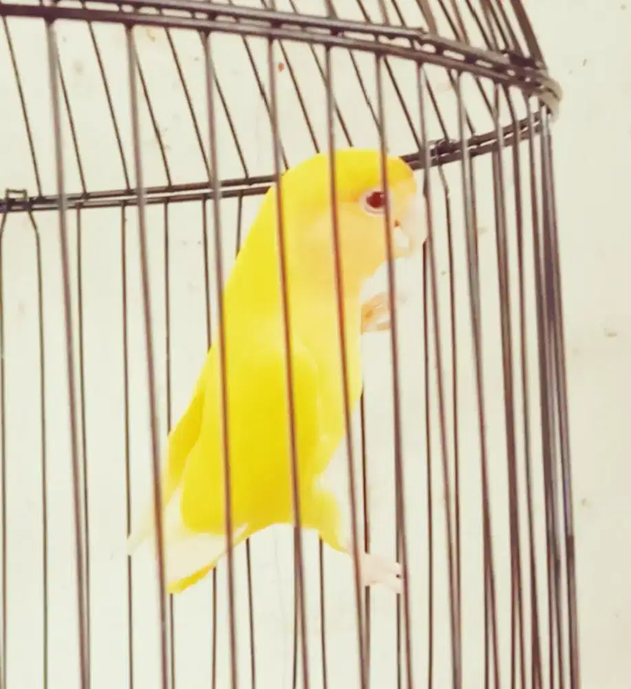 Lovebird Opaline vivid Yellow Mata merah non klep (rare)