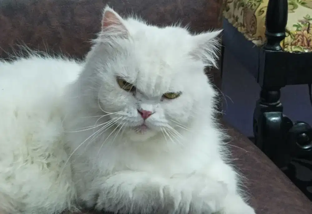 Kucing Persia Longhair