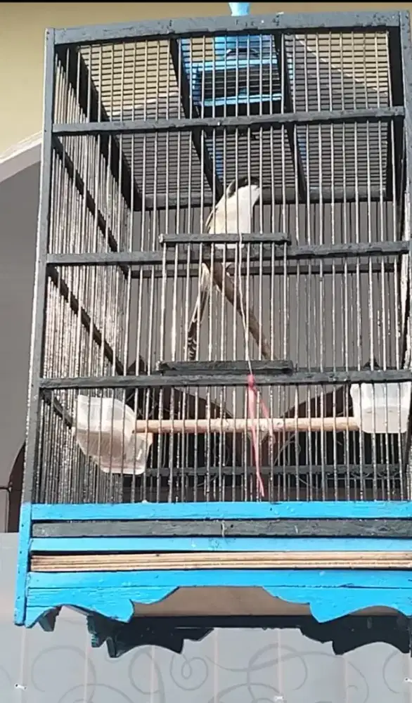 Burung Cendet Madura