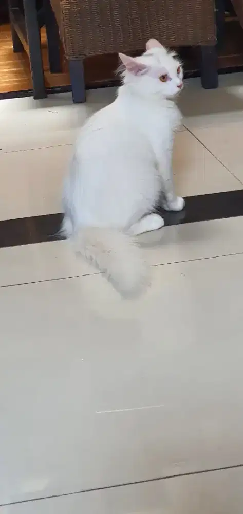 Kucing Anggora ( Betina)