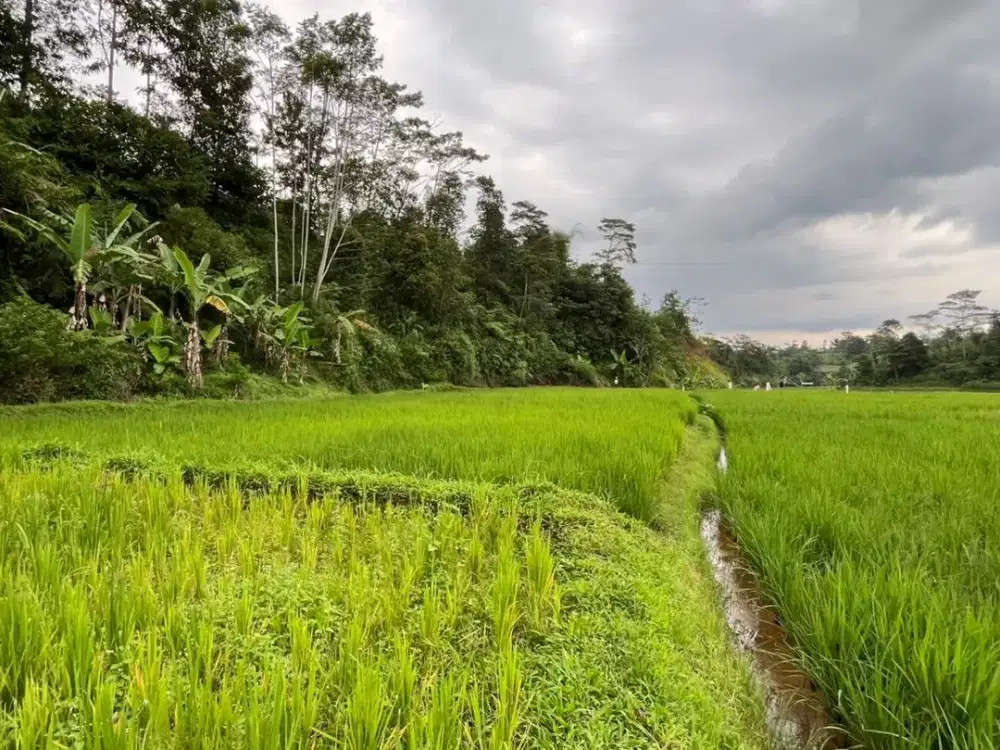 Dijual Murah Tanah Sawah Free Biaya BN SHM di Purwakarta