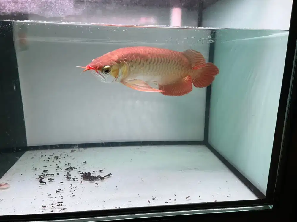 Arwana super red 35cm Up