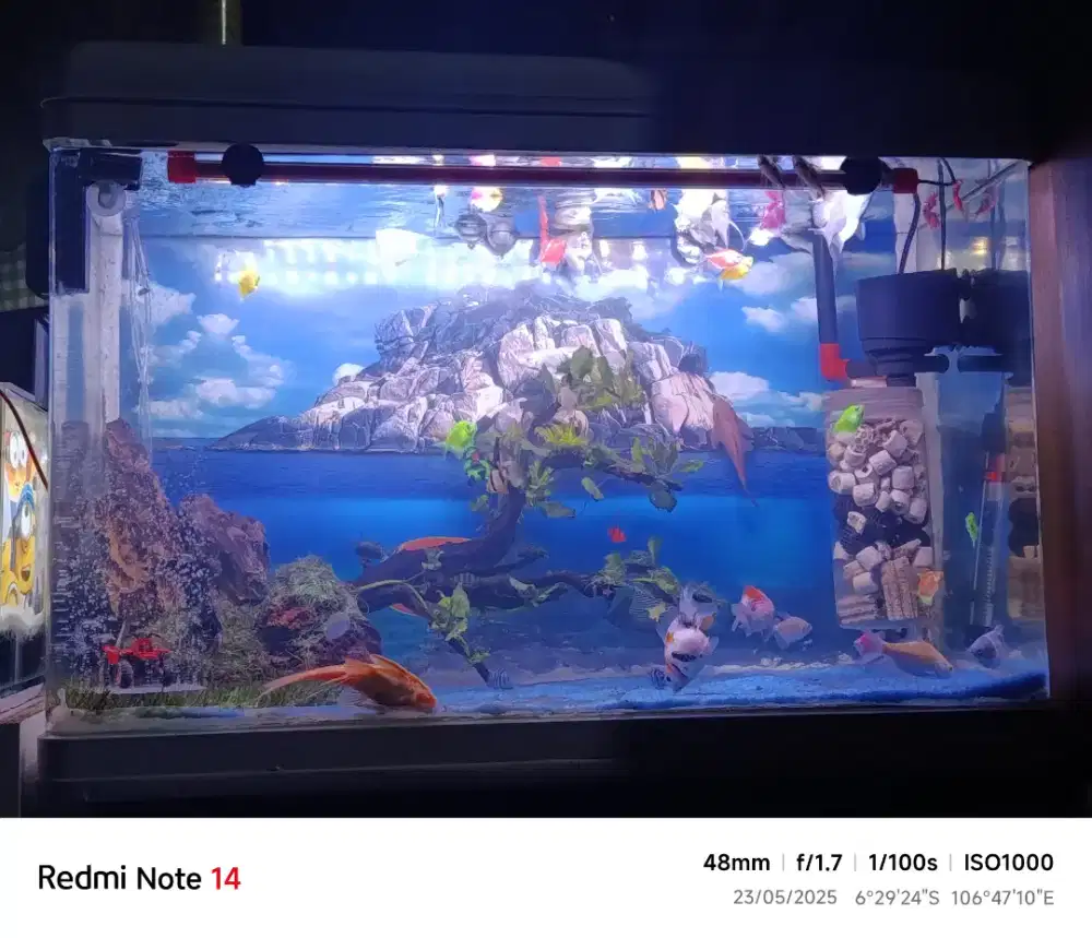 AQUARIUM BOYU KACA LENGKUNG..