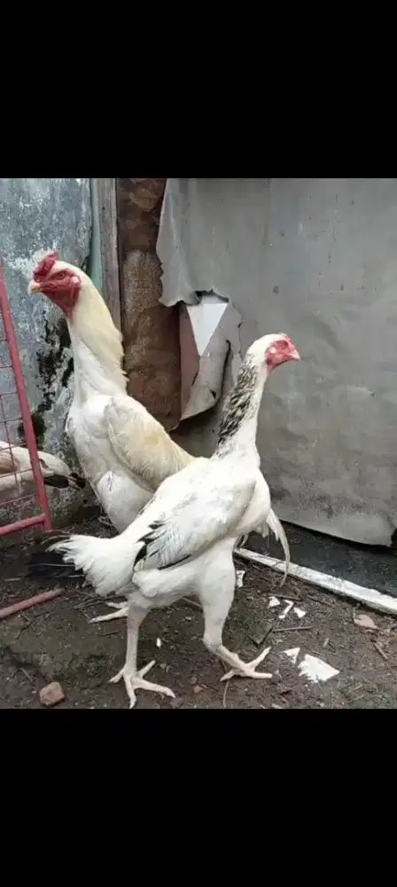 Ayam shamo anakan