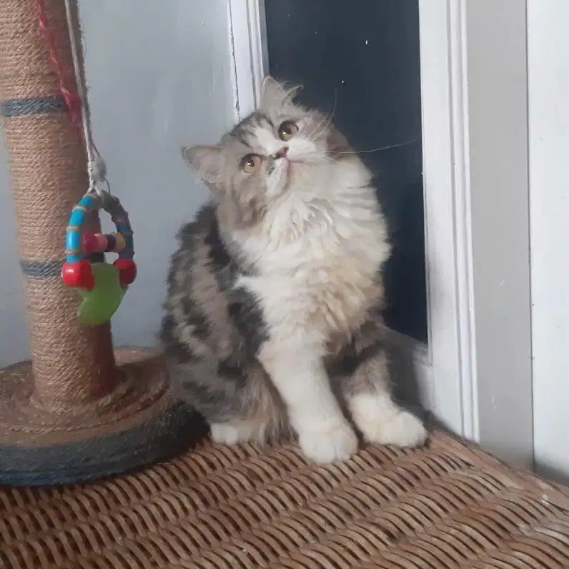 Kucing Persia Betina