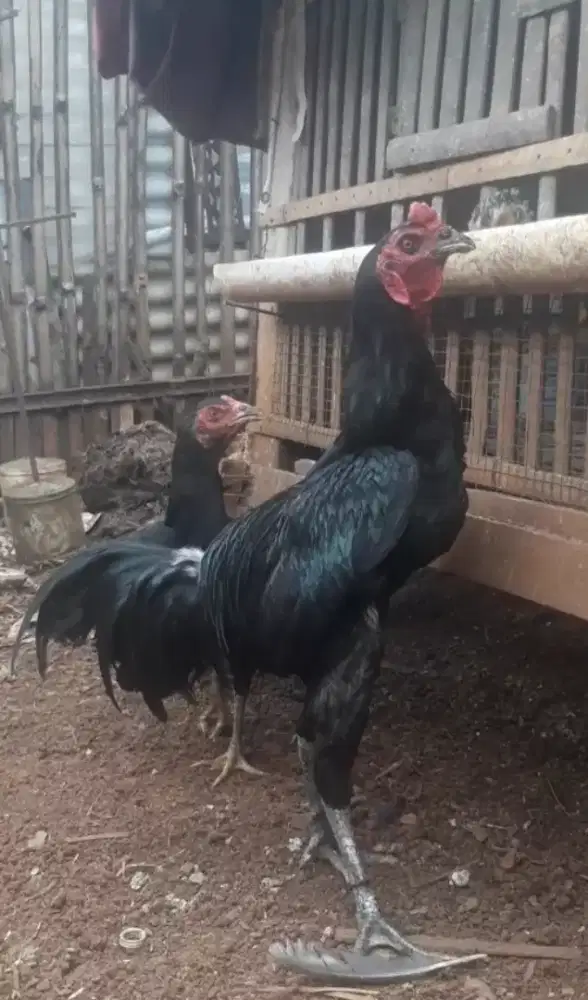 Ayam bangkokk mangon