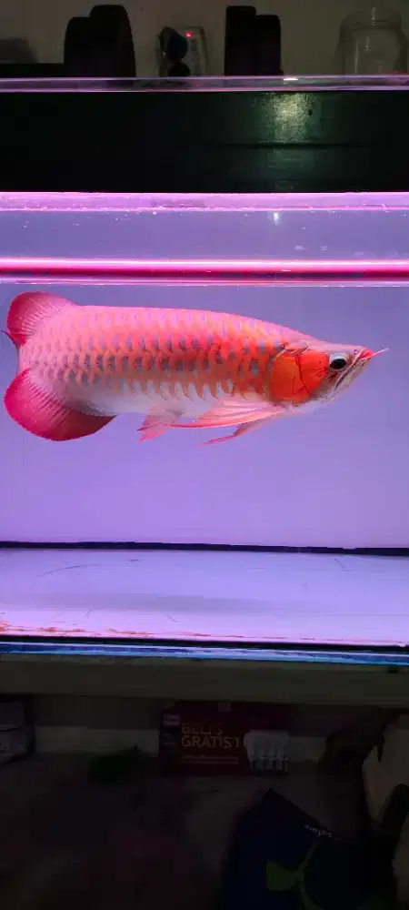 Arwana Sr size 40 up, ikan cakep mulus, mulut rapi