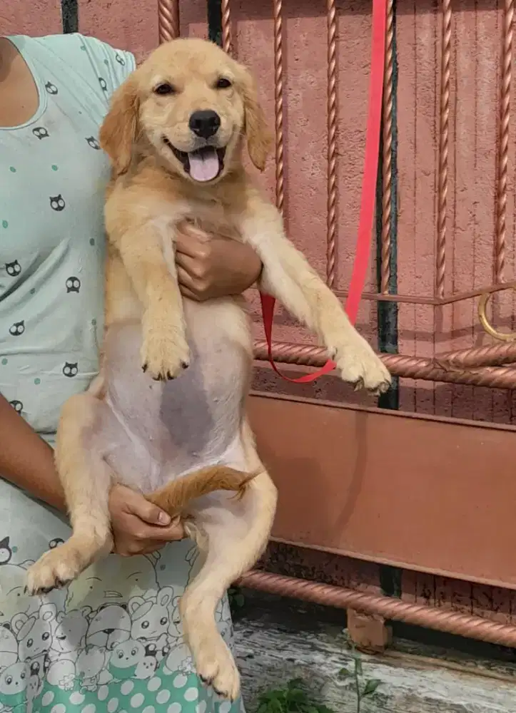 Anjing golden retriever