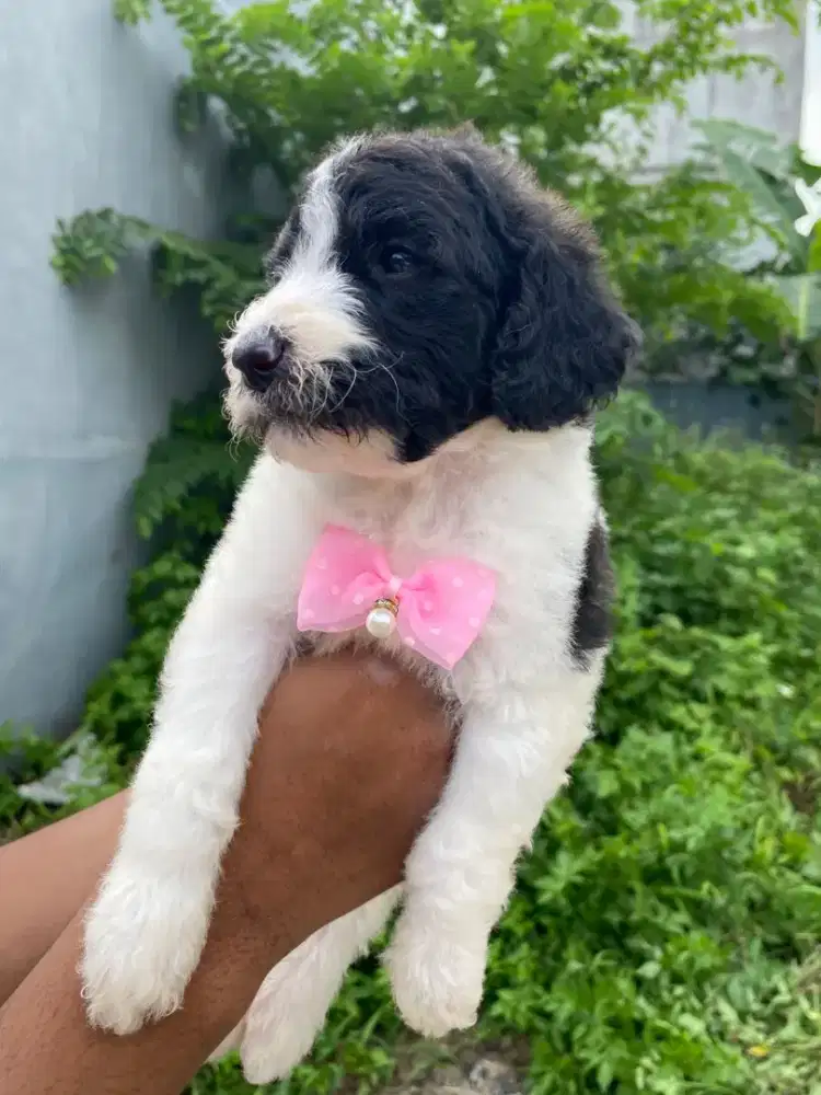 Super giant poodle big bone party jantan betina