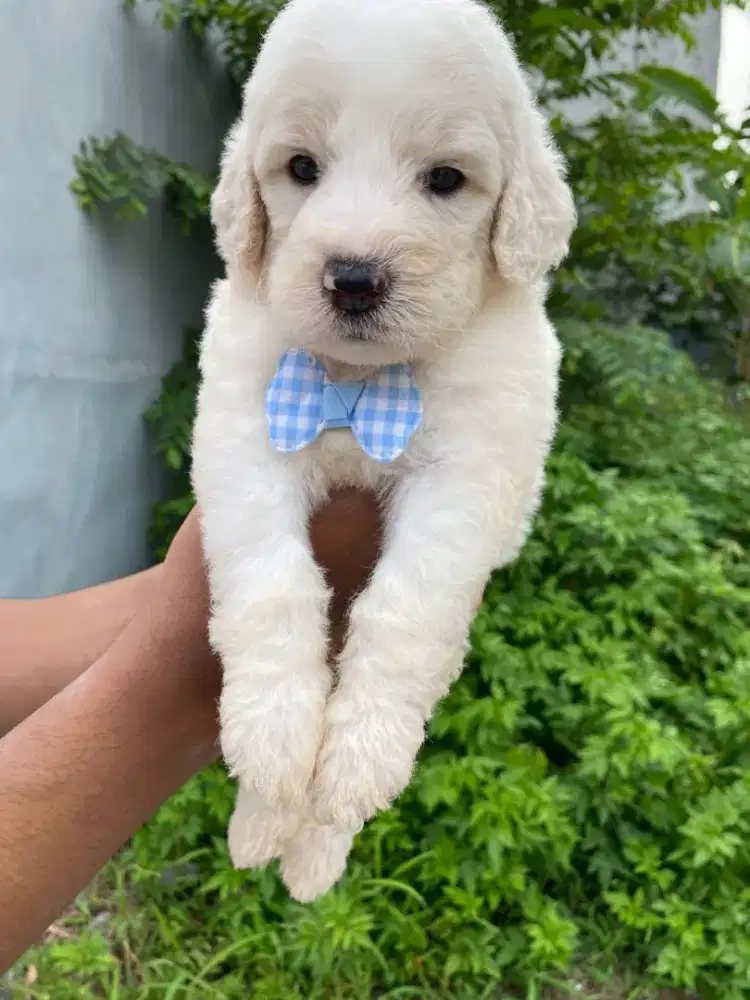 Poodle Giant super big bone jantan betina