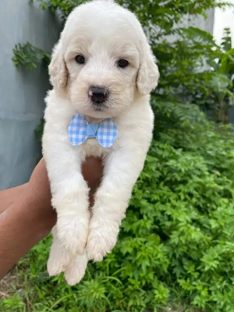 Giant poodle super big bone
