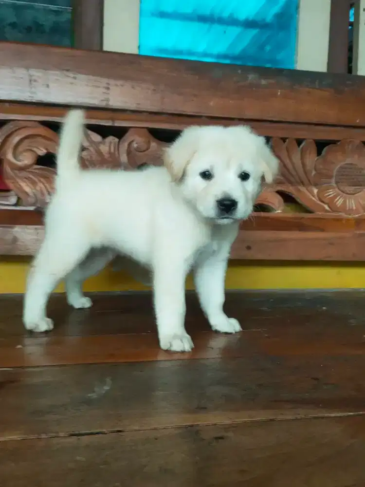 anak anjing mix golden