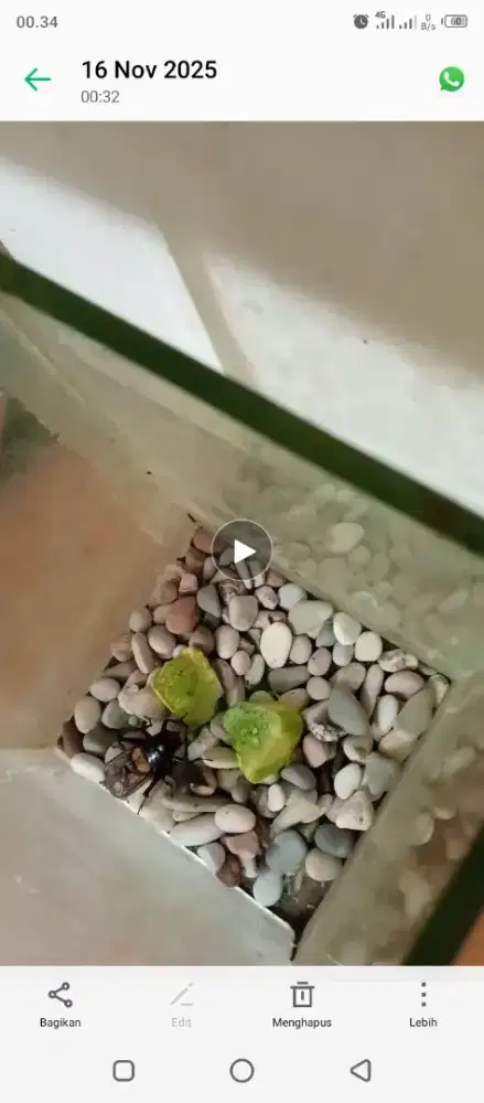 Masteran burung murai ciblek lovebrid dan lain. Jangkrik jaliteng