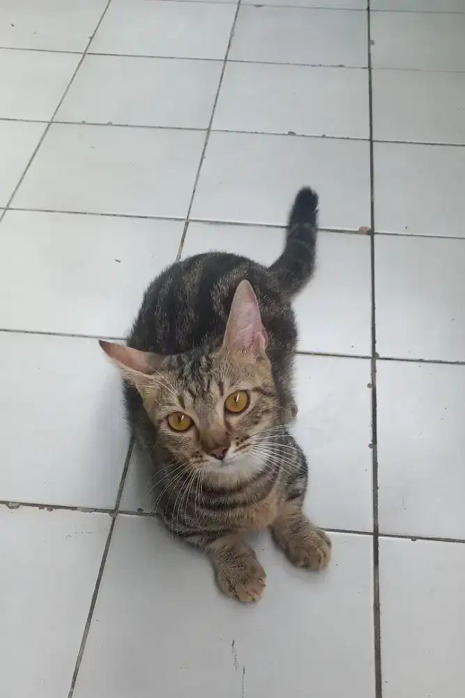 Kucing Kitten Munchkin Betina