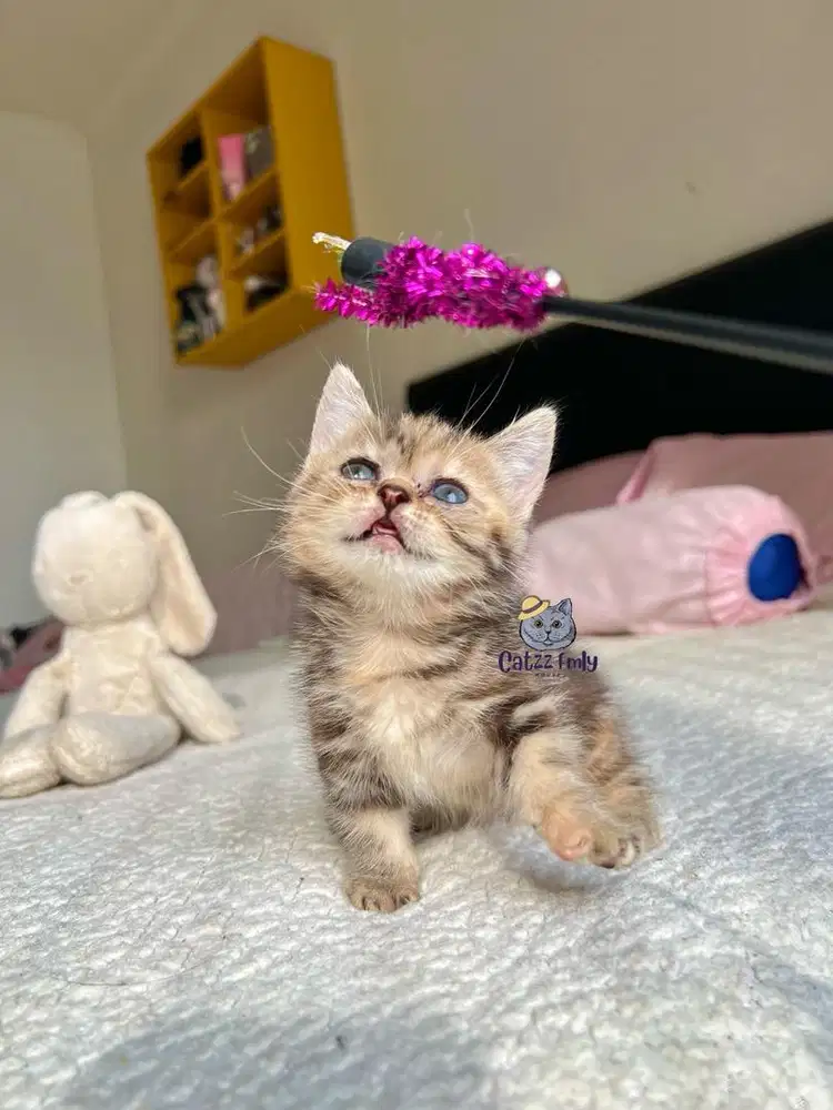 LEPAS ADOPSI BSH MUNCHKIN