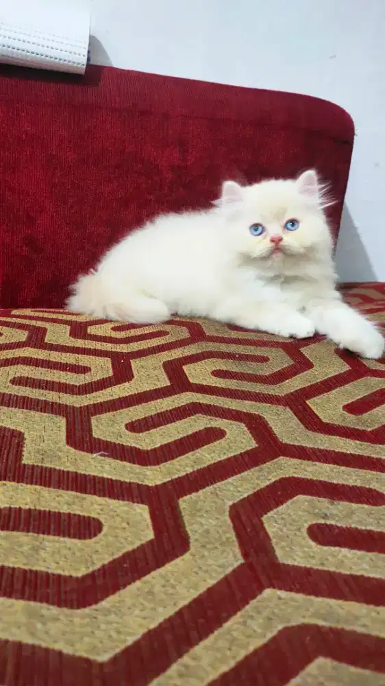 Kitten Himalaya redpoint point flatnose