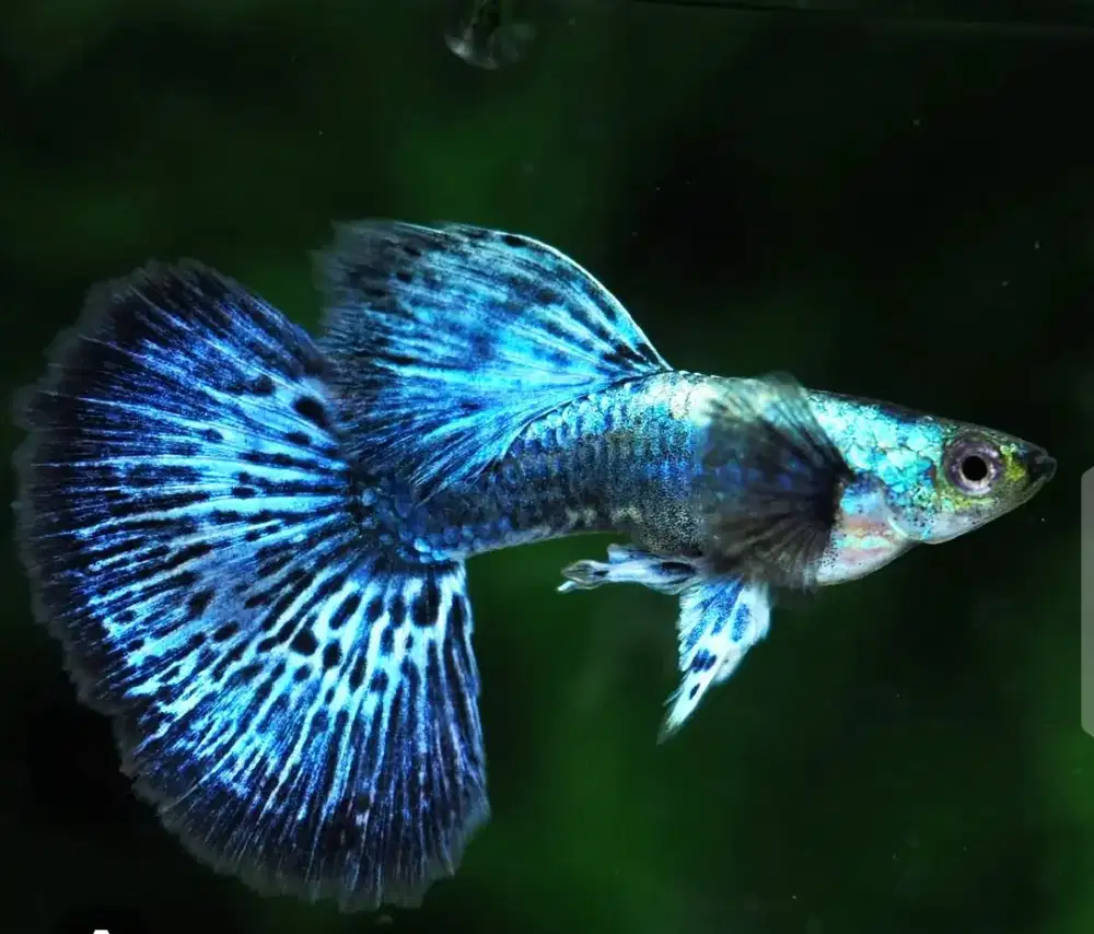 Guppy blue dragon sepasang
