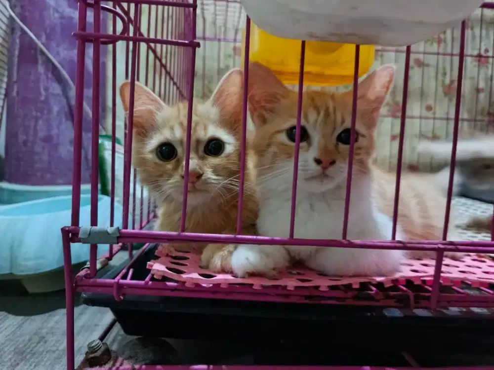 open adopt kitten umur 3 bln
