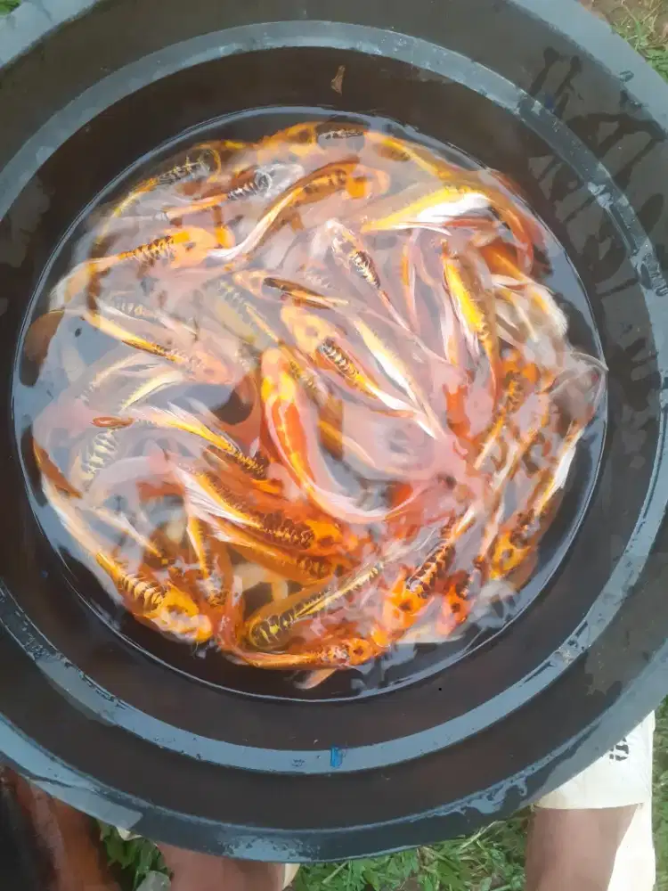 Jual koi metalik slayer paket 50 ekor ukuran 20 25 cm